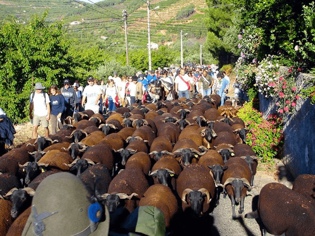 Festival dos Caminhos da Transumância - Alpedrinha